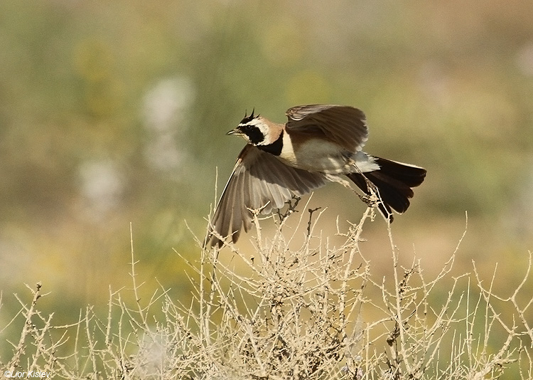     Temminck's (Horned) Lark Eremophila bilopha  ,   the Meishar southern Negev, April 2010 Lior Kislev